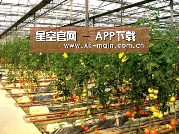 种植基地二(图1)